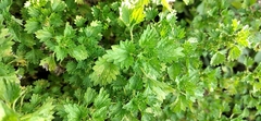 Urtica circularis