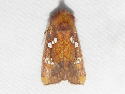 Indigo Stem Borer Moth