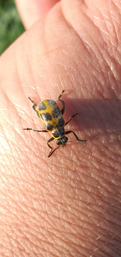 Agathomerus subfasciatus