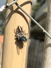 Megafreya sutrix
