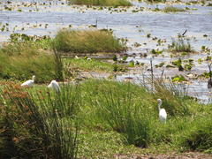 Ardea intermedia brachyrhyncha