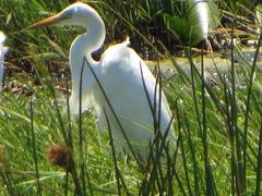 Ardea intermedia brachyrhyncha