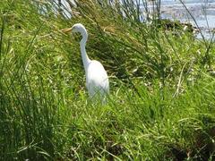 Ardea intermedia brachyrhyncha