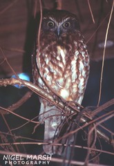 Ninox boobook boobook