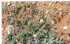 Helianthemum asperum