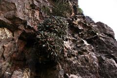 Oldenburgia intermedia