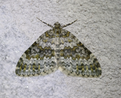 Entephria flavicinctata