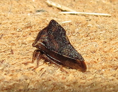 Telamona ampelopsidis