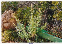 Antirrhinum majus