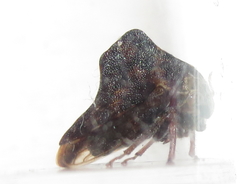 Telamona ampelopsidis