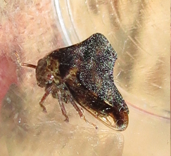 Telamona ampelopsidis