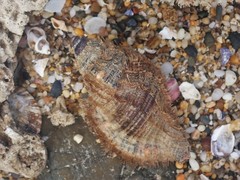 Monoplex pilearis