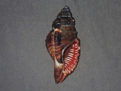 Monoplex pilearis