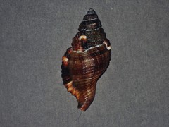 Monoplex pilearis