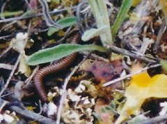 Ommatoiulus rutilans