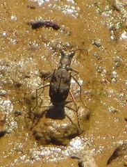 Cylindera disjuncta