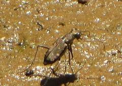 Cylindera disjuncta
