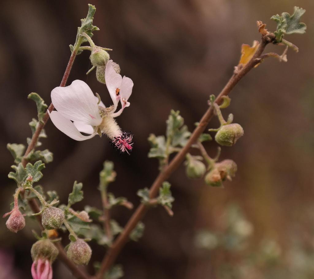 Cape mallow
