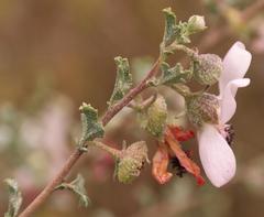 Anisodontea fruticosa