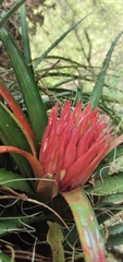 Aechmea recurvata