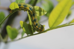 Pieridae