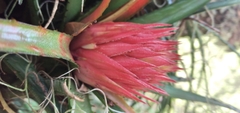 Aechmea recurvata
