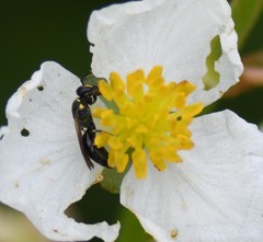 Hylaeus modestus