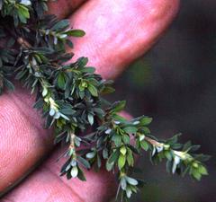 Cliffortia complanata