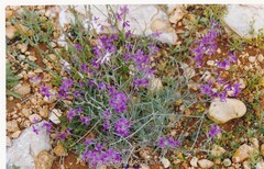 Matthiola fruticulosa