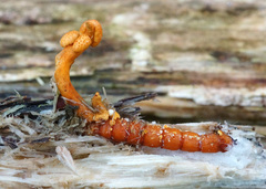 Ophiocordyceps variabilis