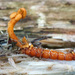 Ophiocordyceps variabilis - Photo (c) tombigelow, alguns direitos reservados (CC BY-NC), uploaded by tombigelow