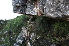 Cliffortia complanata