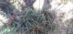 Aechmea recurvata