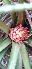 Aechmea recurvata