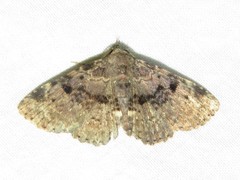 Metalectra quadrisignata