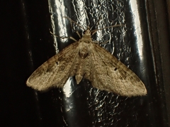 Eupithecia pusillata