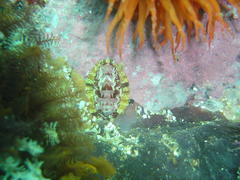 Rhyssoplax polita