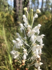 Platanthera blephariglottis conspicua