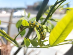 Pieridae