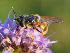Callicera aurata