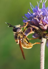Callicera aurata