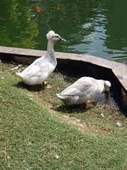 Anas platyrhynchos domesticus