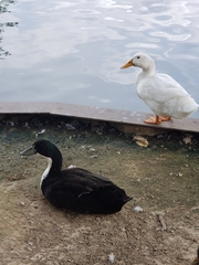 Anas platyrhynchos domesticus