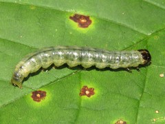 Pantographa limata