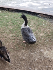 Anas platyrhynchos domesticus