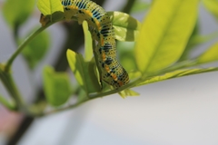 Pieridae