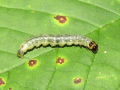 Pantographa limata