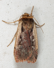 Ochropleura implecta