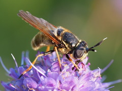 Callicera aurata
