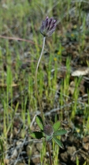 Trifolium albopurpureum